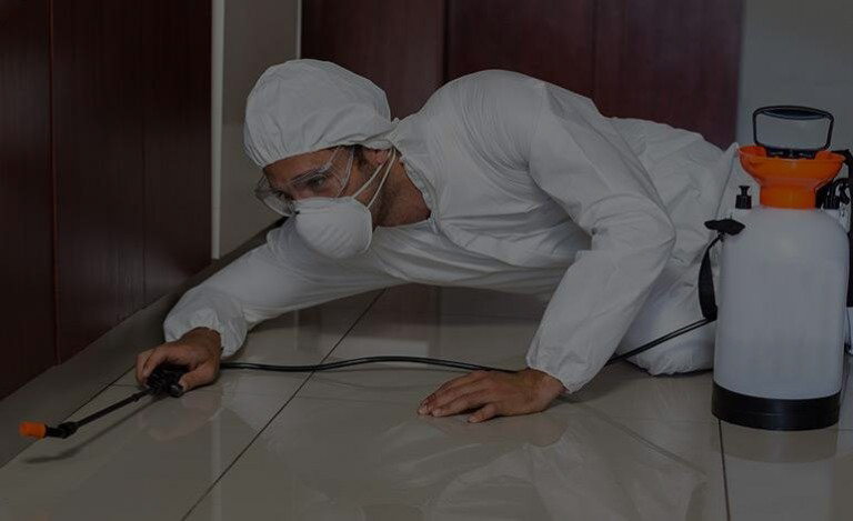 The Importance of Pest Control for Health and Safety