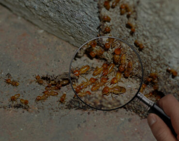 Termite Infestation
