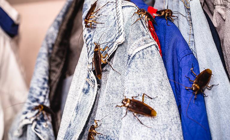 Debunking 5 Common Myths from DIY Pest Control Methods