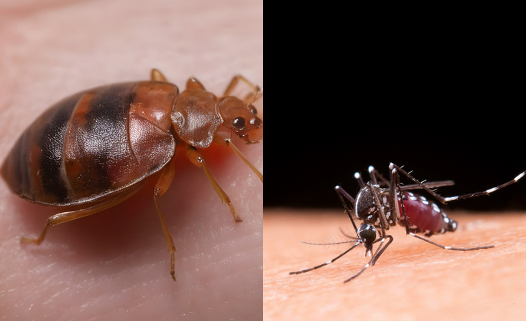 What are Some Differences Between Bed Bug Bites and Mosquito Bites?