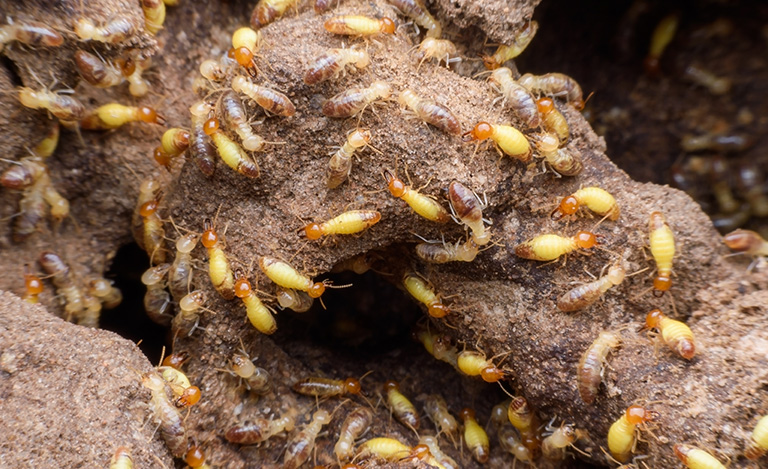 How Long Does Termite Treatment Last?