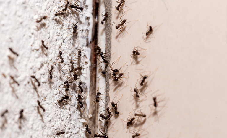 How to Get Rid of Ants Permanently in the House?