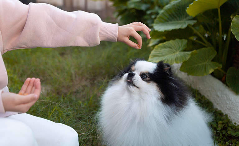 How Do You Get Rid of Fleas in Your Home?