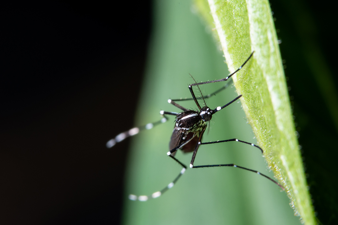 How Do You Get Rid of Common Monsoon Pests ?