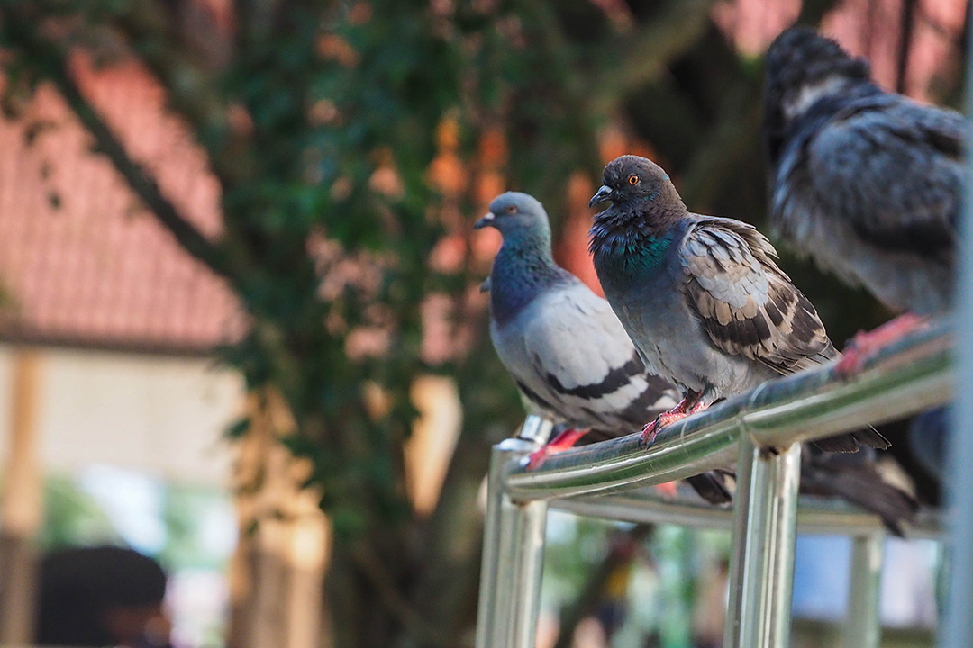 How do I get rid of pigeons on the balcony?