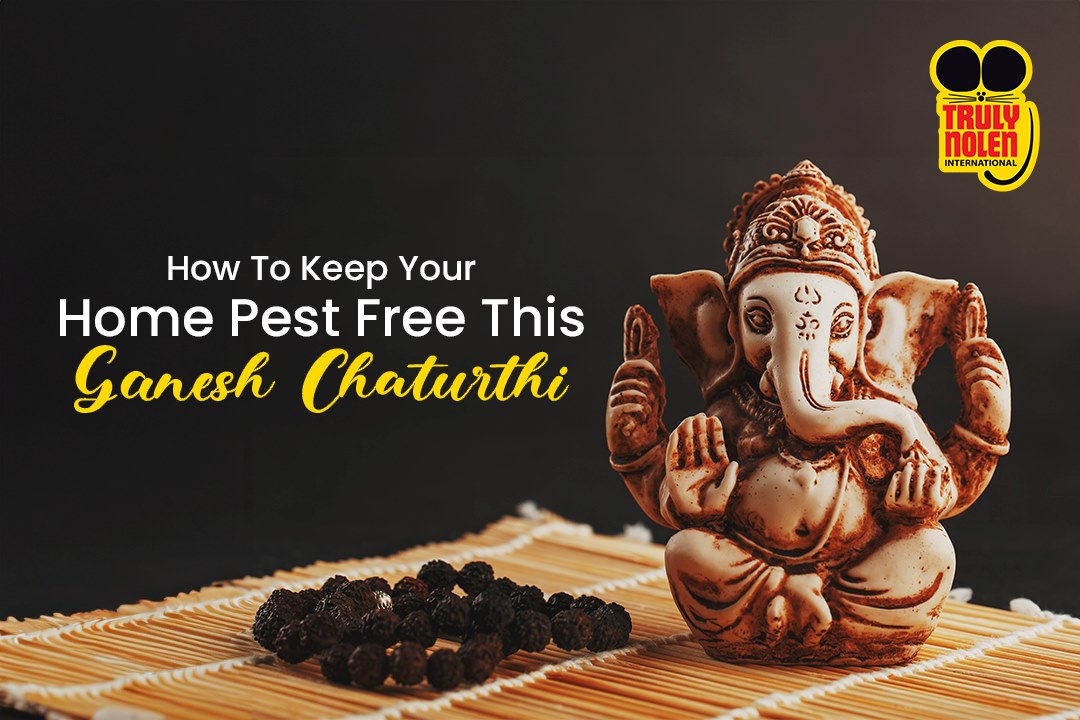 How to clean and keep your home pest-free before Ganesh Chaturthi?