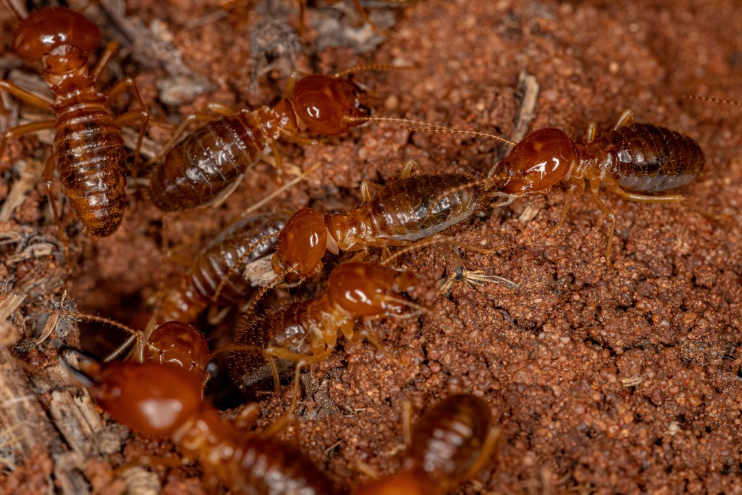 What are the different types of termites in India?