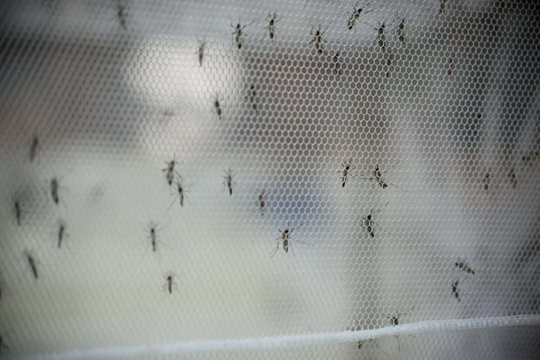 When Are Mosquitoes Most Active?