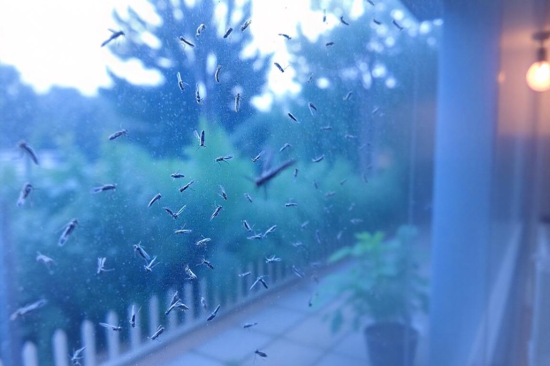 Tips on How To Get Rid Of Mosquitoes Inside The House