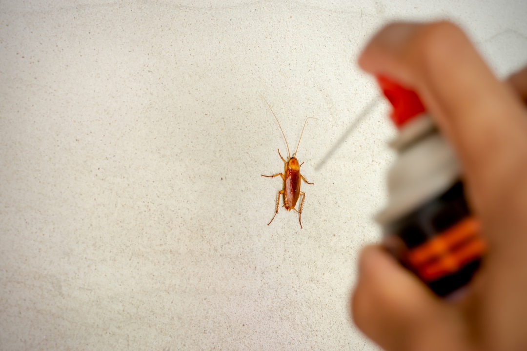 Pest Control Checklist Before Navratri: How to Prepare Your Home