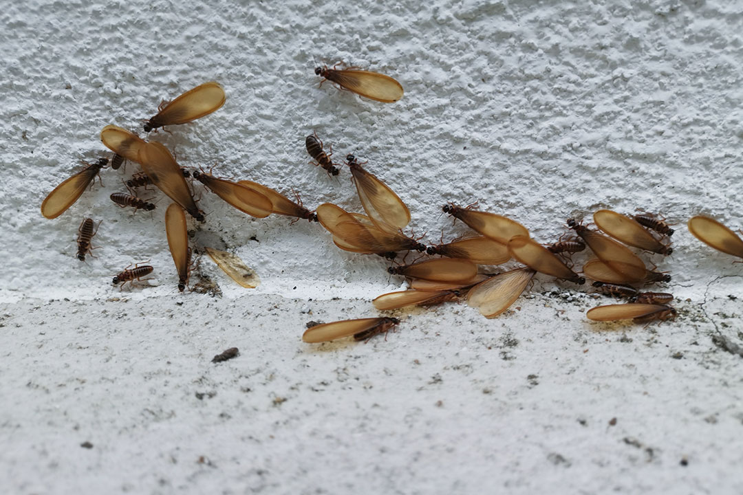 Can You Termite-Proof Your House?